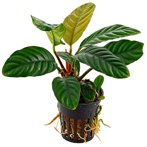 Buy Aquarium Plants