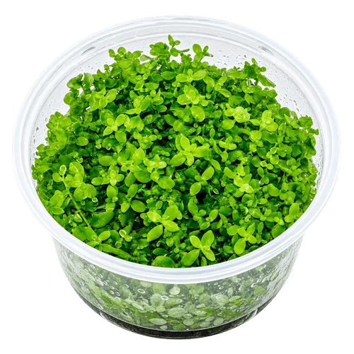 Buy Live Aquarium Plants (Tissue Culture/TC)